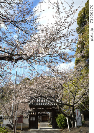 施無畏寺 山門 (和歌山県有田郡湯浅町) 施無畏寺 山門 (和歌山県有田郡湯浅町) 75950270