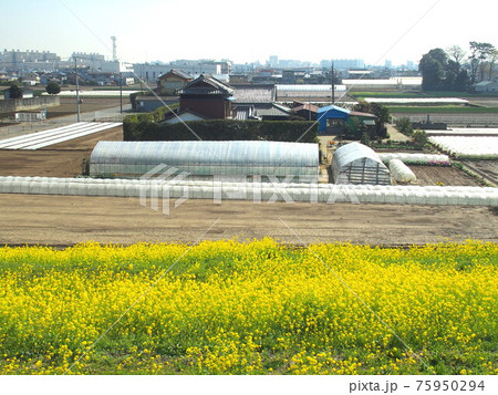 菜の花満開に咲く江戸川土手から見る畑風景 75950294