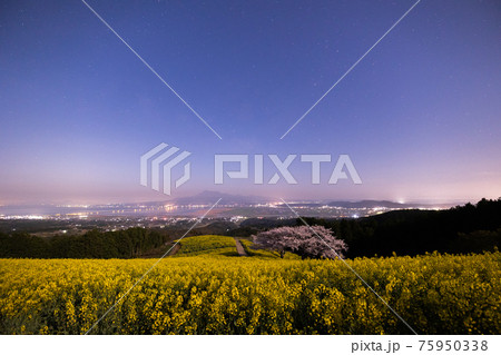 《長崎県 白木峰高原》月光下の満開の桜と菜の花 75950338