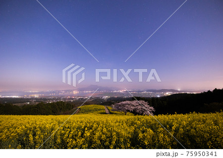 《長崎県 白木峰高原》月光下の満開の桜と菜の花 《長崎県 白木峰高原》月光下の満開の桜と菜の花 75950341