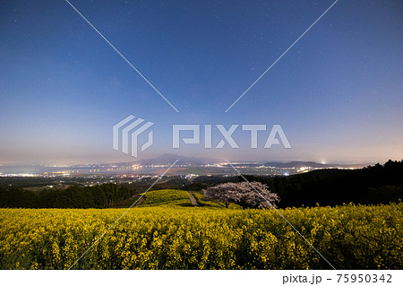 《長崎県 白木峰高原》月光下の満開の桜と菜の花 75950342
