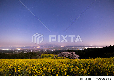 《長崎県 白木峰高原》月光下の満開の桜と菜の花 75950343