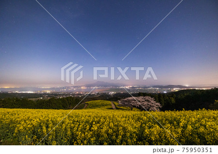 《長崎県 白木峰高原》月光下の満開の桜と菜の花 《長崎県 白木峰高原》月光下の満開の桜と菜の花 75950351