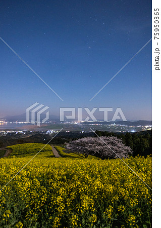 《長崎県 白木峰高原》月光下の満開の桜と菜の花 《長崎県 白木峰高原》月光下の満開の桜と菜の花 75950365