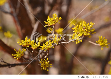 黄金色の山茱萸 75950390