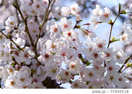 暖かな春の日・桜を見上げる5 暖かな春の日・桜を見上げる5 75950518