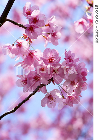 暖かな春の日・陽光桜を見上げる1 暖かな春の日・陽光桜を見上げる1 75950519