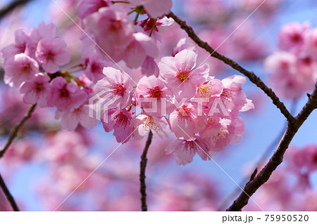 暖かな春の日・陽光桜を見上げる2 75950520