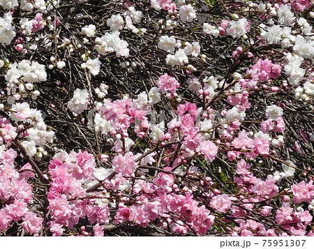 源平桃 花桃 枝垂れ桃 花 紅白咲き 源平しだれ桃の写真素材