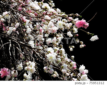 源平桃 花桃 枝垂れ桃 花 紅白咲き 源平しだれ桃の写真素材