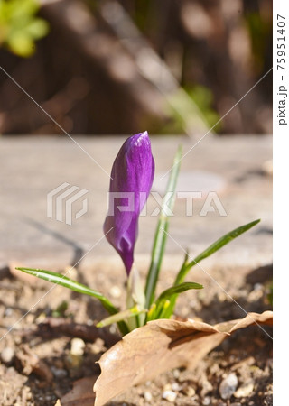 クロッカスの紫色の蕾 クロッカスの紫色の蕾 75951407