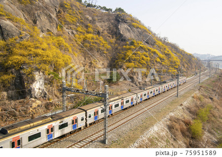 鉄道 電車 木 75951589
