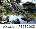 浮見堂と桜桜（奈良県奈良市） 75952083