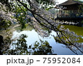 浮見堂と桜桜（奈良県奈良市） 75952084