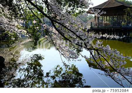 浮見堂と桜桜(奈良県奈良市) 浮見堂と桜桜(奈良県奈良市) 75952084