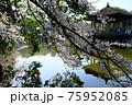 浮見堂と桜桜（奈良県奈良市） 75952085