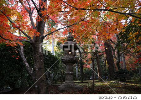 コロナ禍の静かな石庭、龍安寺 コロナ禍の静かな石庭、龍安寺 75952125