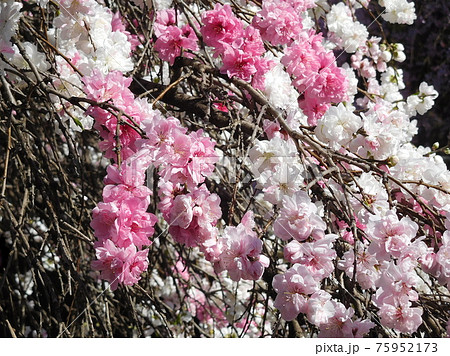源平桃　花桃　枝垂れ桃　花　紅白咲き　源平しだれ桃 75952173