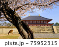 興福寺中金堂と桜（奈良県奈良市） 75952315