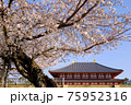 興福寺中金堂と桜（奈良県奈良市） 75952316
