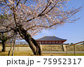 興福寺中金堂と桜（奈良県奈良市） 75952317