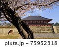 興福寺中金堂と桜（奈良県奈良市） 75952318