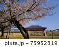 興福寺中金堂と桜（奈良県奈良市） 75952319