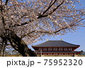 興福寺中金堂と桜（奈良県奈良市） 75952320