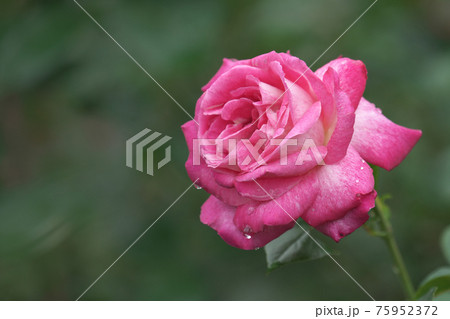 雨上がりの水滴が残るバラの花 雨上がりの水滴が残るバラの花 75952372