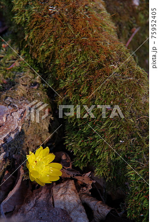 苔の生えた倒木の傍に咲いた福寿草の黄色い花の写真素材