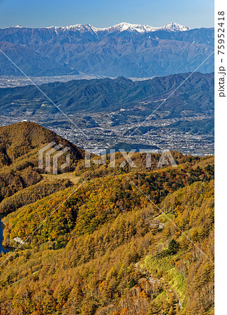 大菩薩連嶺・天狗棚山から見るカラマツの黄葉と白峰三山 75952418