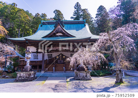 【静岡県】江川家菩提寺の本立寺 桜の季節 【静岡県】江川家菩提寺の本立寺 桜の季節 75952509
