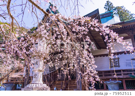 【静岡県】江川家菩提寺の本立寺　桜の季節 75952511