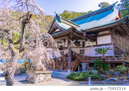 【静岡県】江川家菩提寺の本立寺 桜の季節 【静岡県】江川家菩提寺の本立寺 桜の季節 75952514
