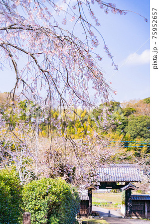 【静岡県】江川家菩提寺の本立寺　境内の桜 75952657