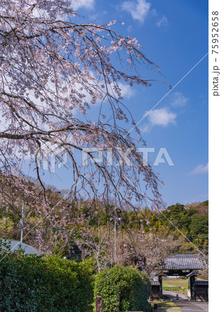 【静岡県】江川家菩提寺の本立寺 境内の桜 【静岡県】江川家菩提寺の本立寺 境内の桜 75952658