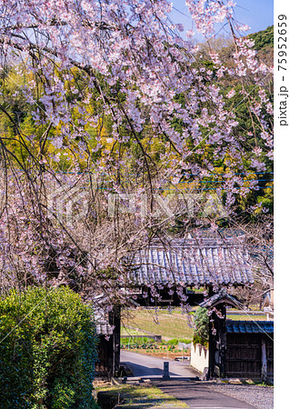 【静岡県】江川家菩提寺の本立寺　境内の桜 75952659