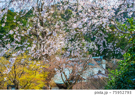 【静岡県】伊豆の国市・江川家菩提寺の本立寺　境内の桜 75952793
