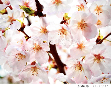 満開の桜 卒業式 入学式 青春 春の景色 花見の写真素材