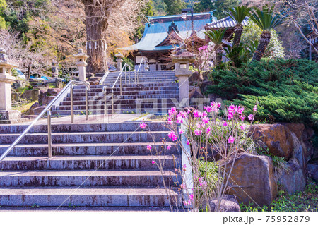 【静岡県】伊豆の国市・江川家菩提寺の本立寺　ムラサキツツジ咲いた境内 75952879