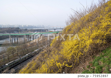 山 花 岩 75952897