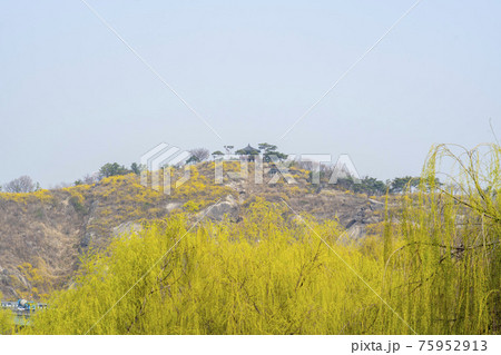 山 花 岩 75952913