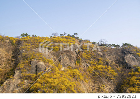 山 花 岩 75952923