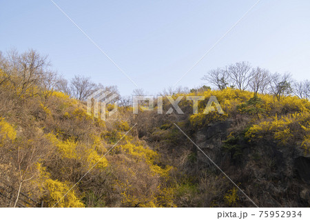 木 山 花 75952934