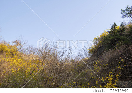 木 花 岩 75952940