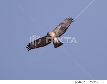 ノスリの飛翔 ノスリの飛翔 75952985