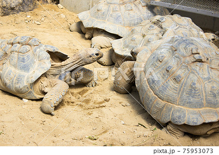アルダブラゾウガメの群れ アルダブラゾウガメの群れ 75953073