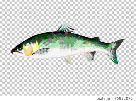 鮎 鮎 75953076