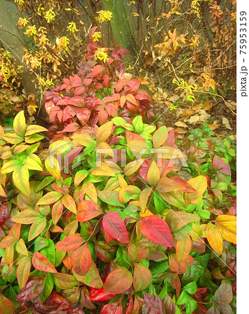 冬の植え込みのオタフクナンテン 冬の植え込みのオタフクナンテン 75953159