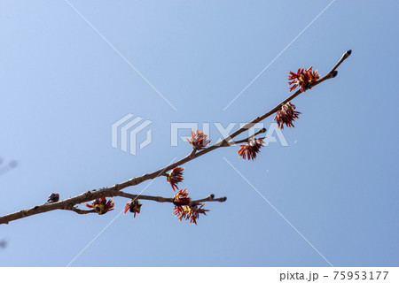 フサザクラ 75953177